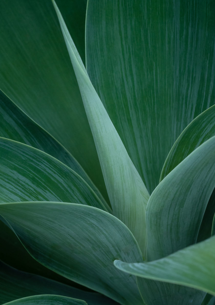 I Created A 'Photographer's Garden' In My Backyard Because My Life Was Too Busy For Travel