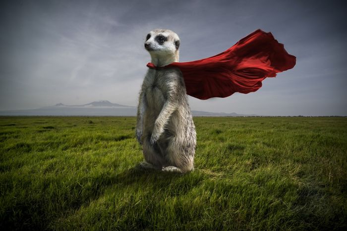 Photographer Shows The Funny Life Of Animals From Kenya