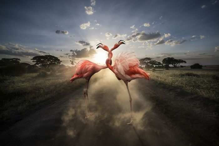 Photographer Shows The Funny Life Of Animals From Kenya