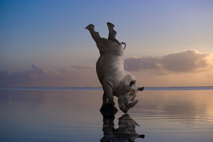 Photographer Shows The Funny Life Of Animals From Kenya