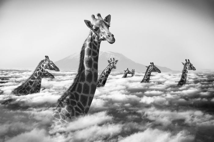 Photographer Shows The Funny Life Of Animals From Kenya