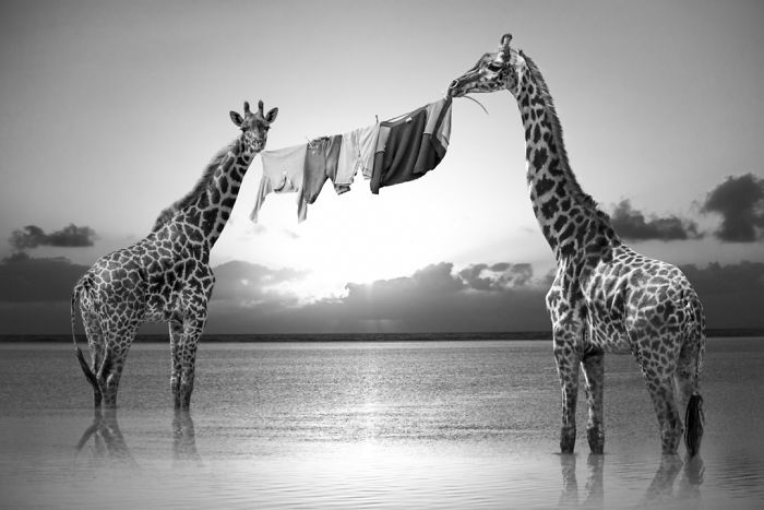 Photographer Shows The Funny Life Of Animals From Kenya