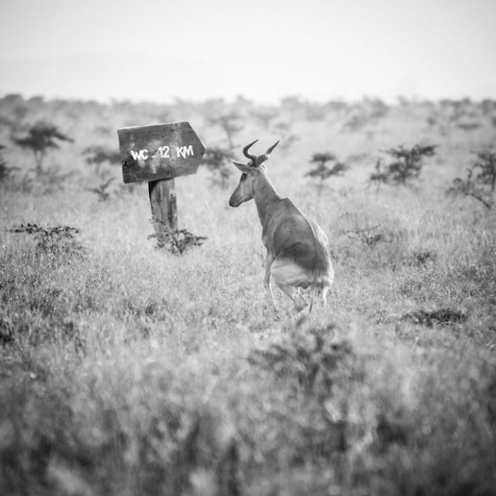 Photographer Shows The Funny Life Of Animals From Kenya
