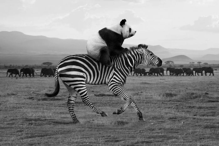 Photographer Shows The Funny Life Of Animals From Kenya