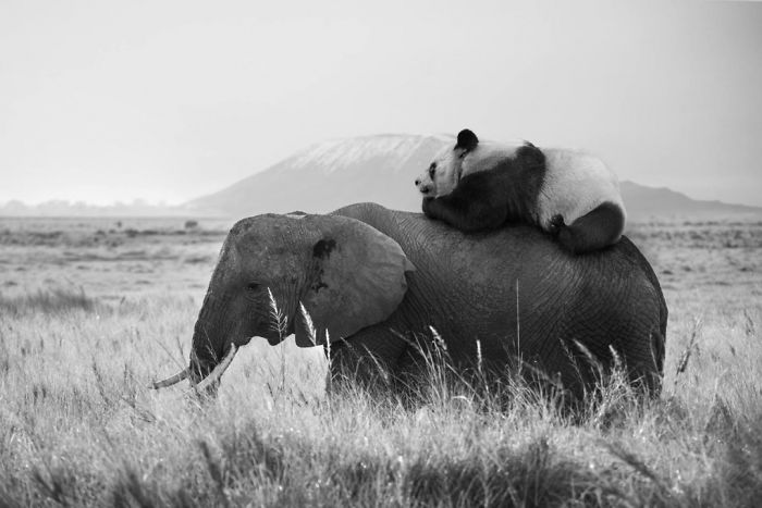 Photographer Shows The Funny Life Of Animals From Kenya