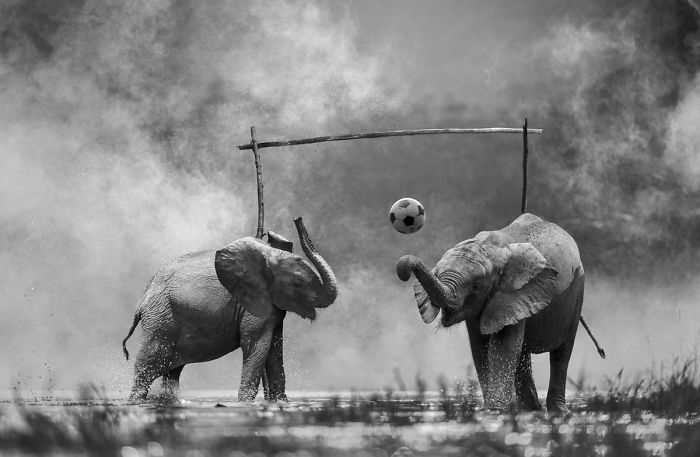 Photographer Shows The Funny Life Of Animals From Kenya