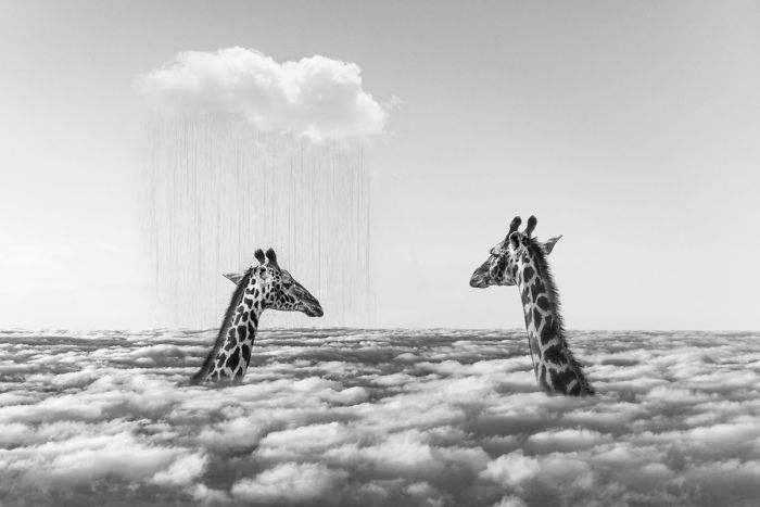 Photographer Shows The Funny Life Of Animals From Kenya