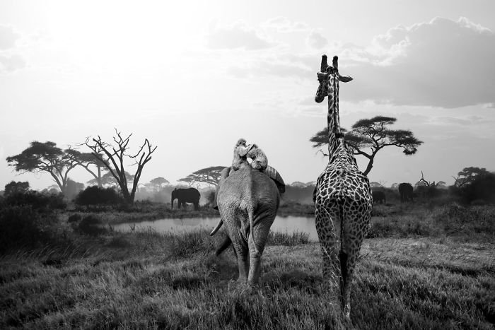 Photographer Shows The Funny Life Of Animals From Kenya