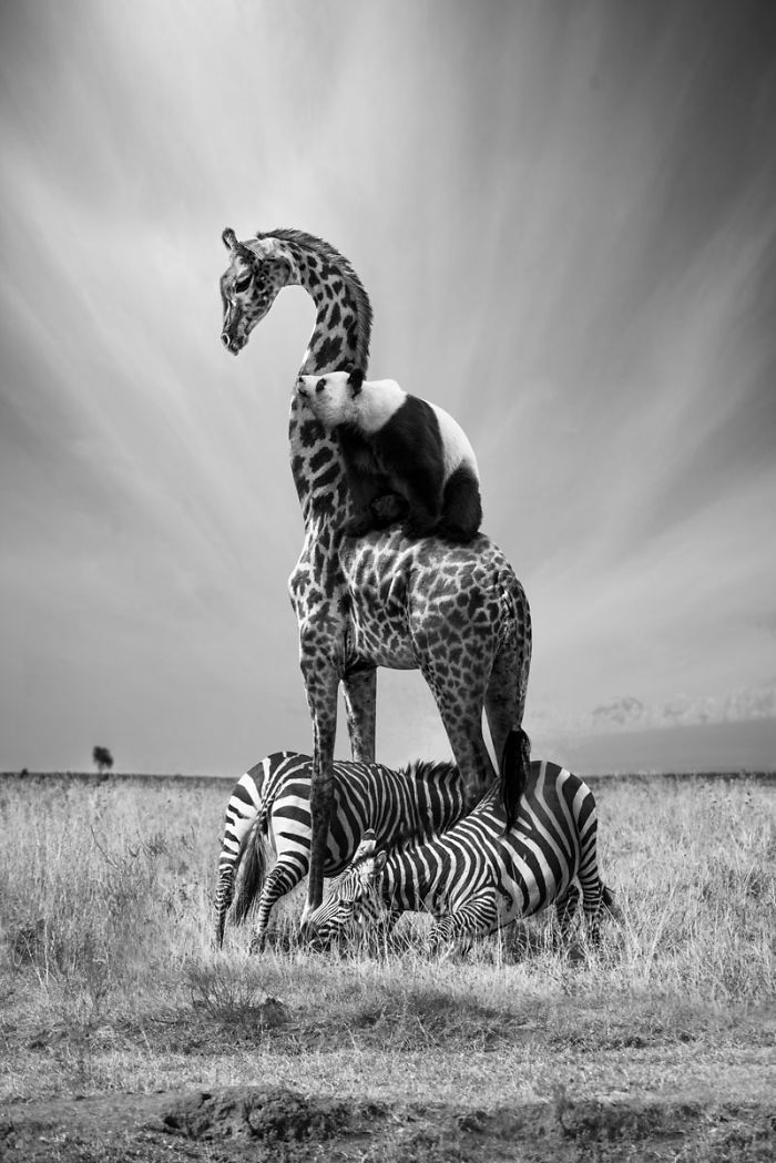 Photographer Shows The Funny Life Of Animals From Kenya