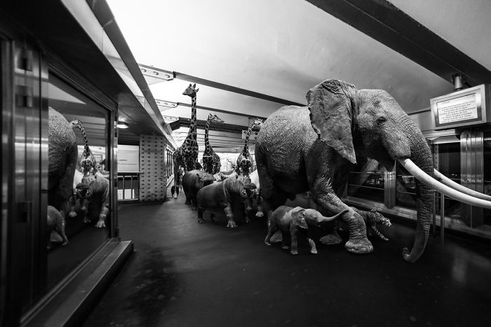 Photographer Shows The Funny Life Of Animals From Kenya