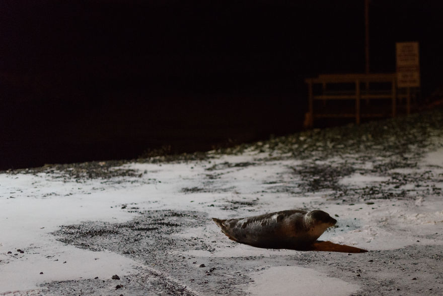 We Went For A Walk At Night And Discovered This Adorable Seal