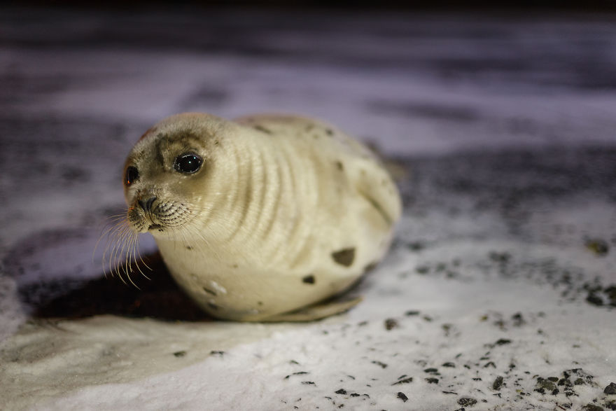 We Went For A Walk At Night And Discovered This Adorable Seal