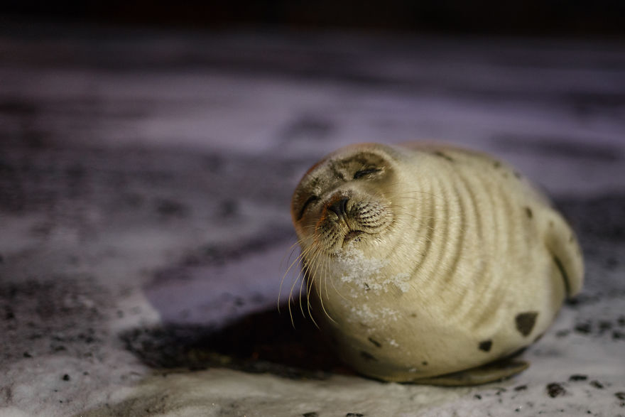 We Went For A Walk At Night And Discovered This Adorable Seal