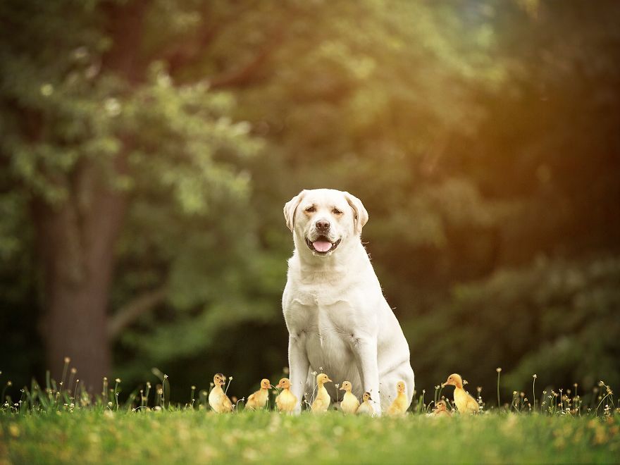 The Photoshop Adventures Of Huck The Photoshop Adventures Of Huck