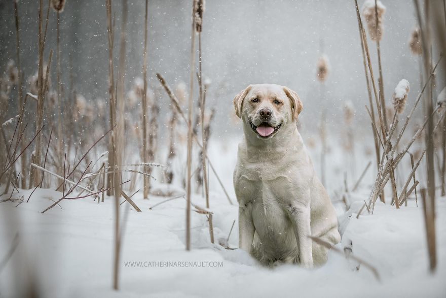 The Photoshop Adventures Of Huck The Photoshop Adventures Of Huck