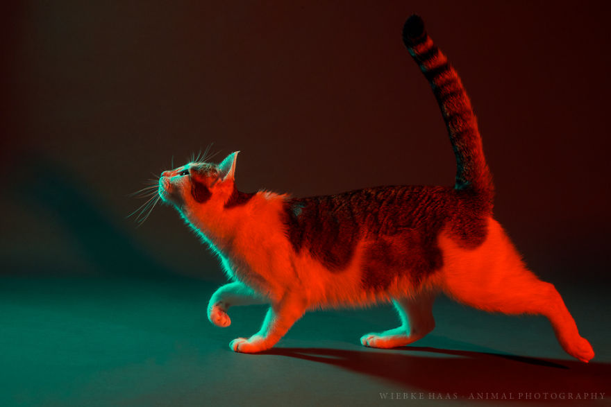 My Three Adopted Cats Love To Show Off So I Did A Studio Photoshoot Of Them My Three Adopted Cats Love To Show Off So I Did A Studio Photoshoot Of Them