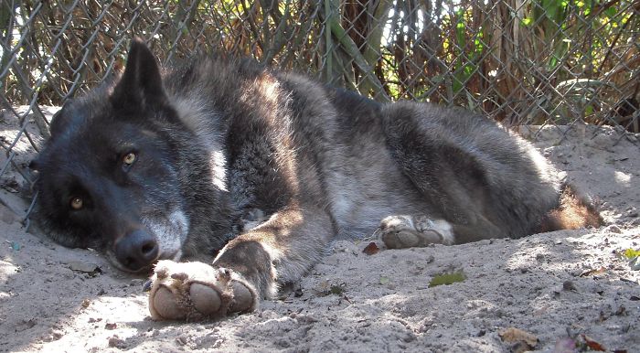 Owner Dumped Wolfdog At Kill Shelter When He Got Too Much To Handle, Luckily This Sanctuary Saved Him Owner Dumped Wolfdog At Kill Shelter When He Got Too Much To Handle, Luckily This Sanctuary Saved Him