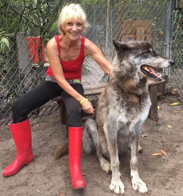 Owner Dumped Wolfdog At Kill Shelter When He Got Too Much To Handle, Luckily This Sanctuary Saved Him Owner Dumped Wolfdog At Kill Shelter When He Got Too Much To Handle, Luckily This Sanctuary Saved Him