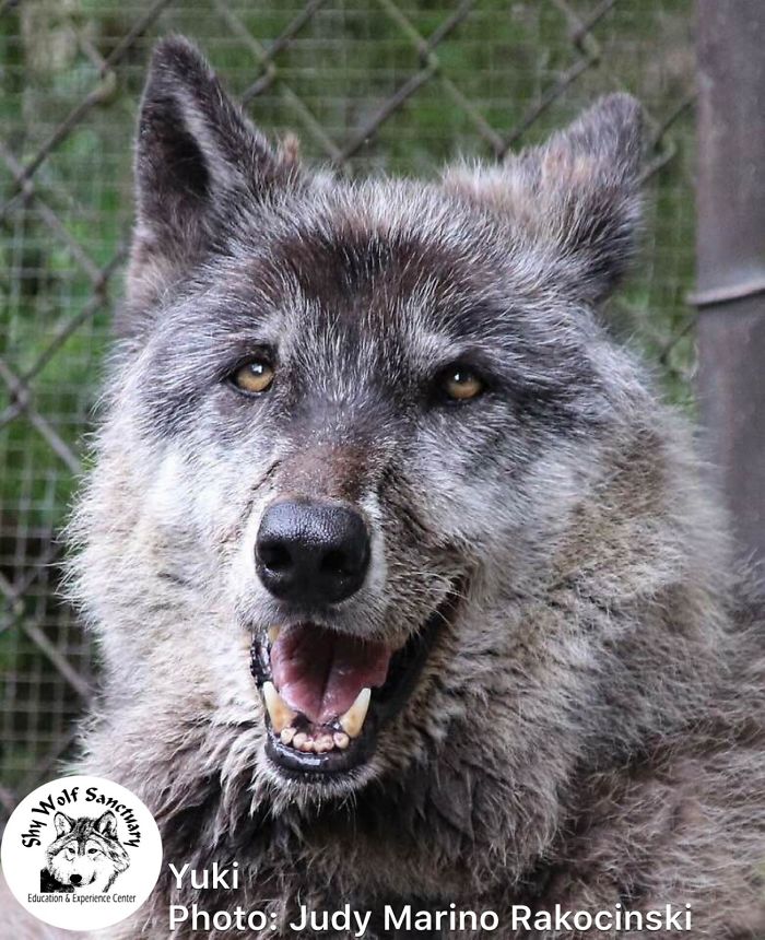 Owner Dumped Wolfdog At Kill Shelter When He Got Too Much To Handle, Luckily This Sanctuary Saved Him Owner Dumped Wolfdog At Kill Shelter When He Got Too Much To Handle, Luckily This Sanctuary Saved Him
