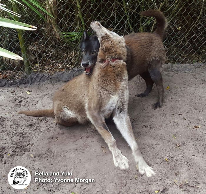 Owner Dumped Wolfdog At Kill Shelter When He Got Too Much To Handle, Luckily This Sanctuary Saved Him Owner Dumped Wolfdog At Kill Shelter When He Got Too Much To Handle, Luckily This Sanctuary Saved Him