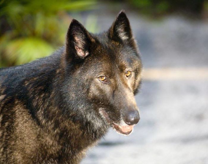 Owner Dumped Wolfdog At Kill Shelter When He Got Too Much To Handle, Luckily This Sanctuary Saved Him Owner Dumped Wolfdog At Kill Shelter When He Got Too Much To Handle, Luckily This Sanctuary Saved Him