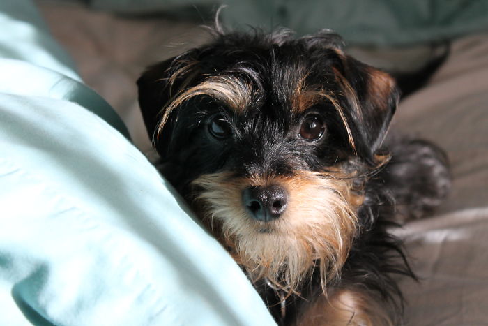 Cavapoo - Cavalier King Charles Spaniel X Poodle. Smaller And Less Fluffy Than Usual!