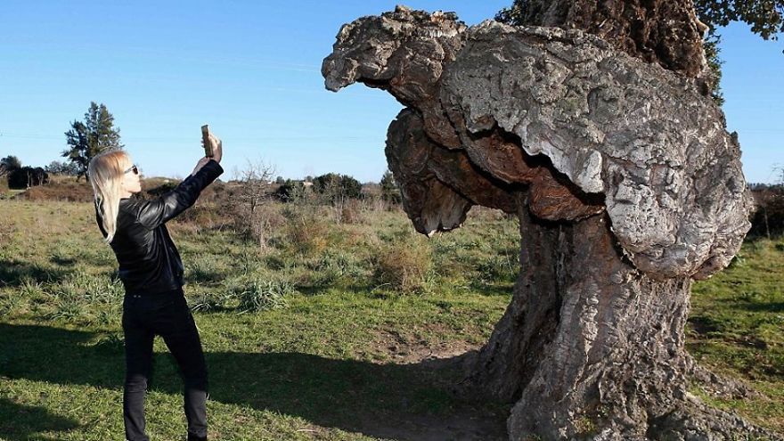 Unusual Looking Cork Oak Elected As France&rsquo;s &lsquo;Tree Of The Year 2018&rsquo;