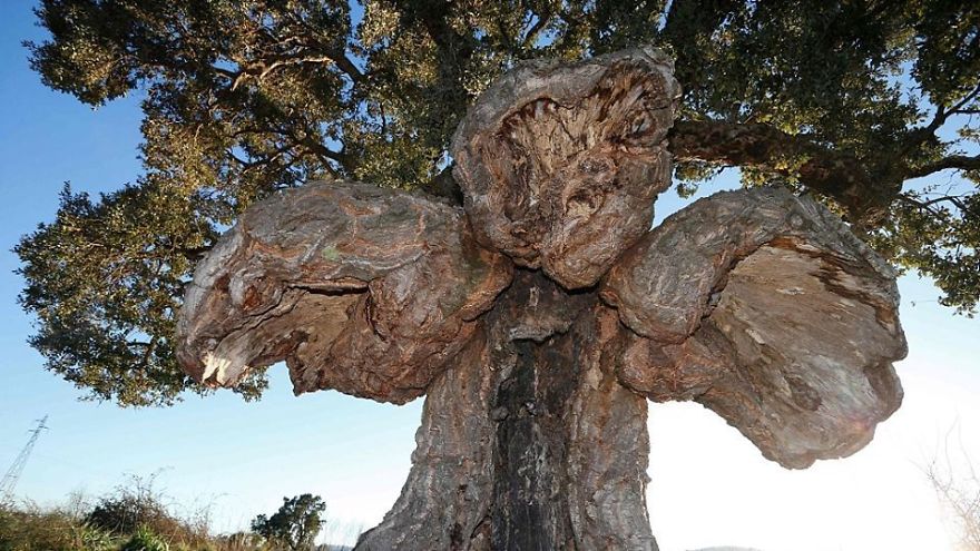 Unusual Looking Cork Oak Elected As France&rsquo;s &lsquo;Tree Of The Year 2018&rsquo;