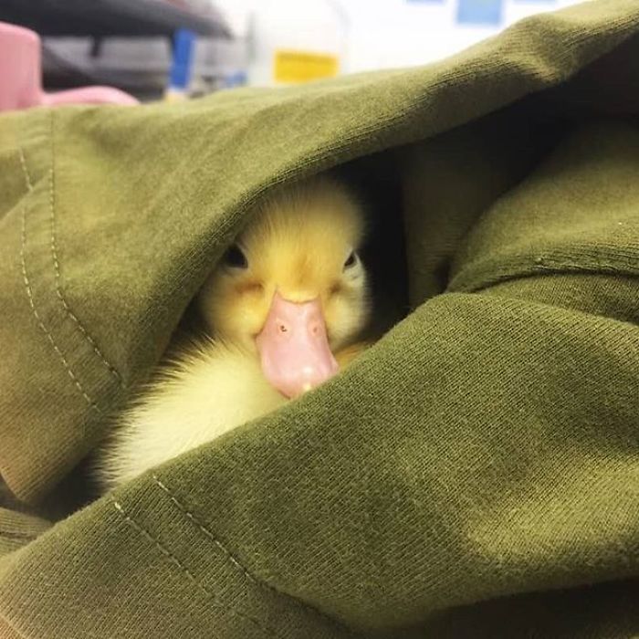 Woman Buys A Balut Egg In A Restaurant And Hatches The Duckling That’s Now Her Best Friend Woman Buys A Balut Egg In A Restaurant And Hatches The Duckling That’s Now Her Best Friend