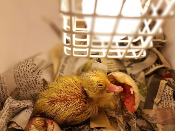 Woman Buys A Balut Egg In A Restaurant And Hatches The Duckling That’s Now Her Best Friend Woman Buys A Balut Egg In A Restaurant And Hatches The Duckling That’s Now Her Best Friend