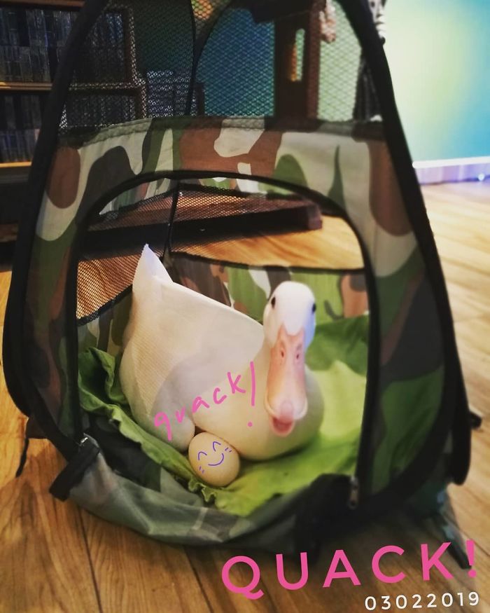 Woman Buys A Balut Egg In A Restaurant And Hatches The Duckling That’s Now Her Best Friend Woman Buys A Balut Egg In A Restaurant And Hatches The Duckling That’s Now Her Best Friend