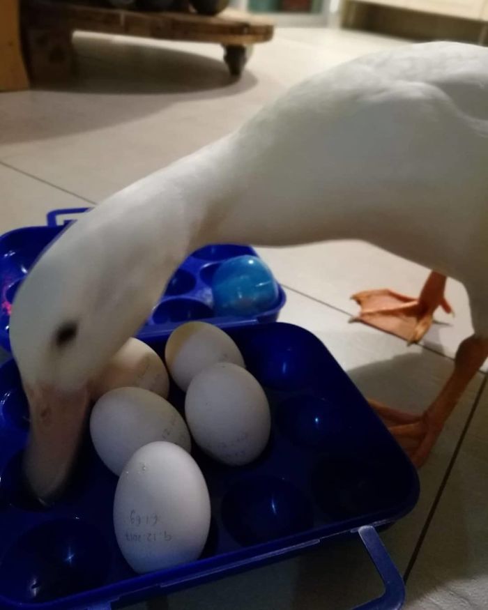 Woman Buys A Balut Egg In A Restaurant And Hatches The Duckling That’s Now Her Best Friend Woman Buys A Balut Egg In A Restaurant And Hatches The Duckling That’s Now Her Best Friend