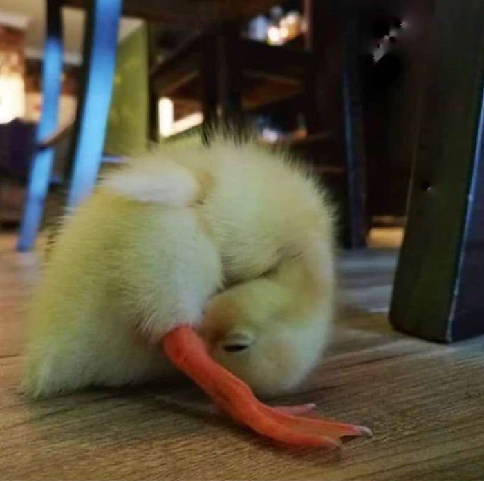 Woman Buys A Balut Egg In A Restaurant And Hatches The Duckling That’s Now Her Best Friend Woman Buys A Balut Egg In A Restaurant And Hatches The Duckling That’s Now Her Best Friend