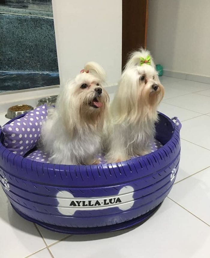 Brazilian Artist Uses The Used Tires That People Throw In The Streets To Create Beds For Animals Brazilian Artist Uses The Used Tires That People Throw In The Streets To Create Beds For Animals