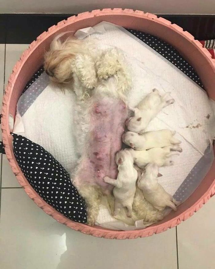 Brazilian Artist Uses The Used Tires That People Throw In The Streets To Create Beds For Animals Brazilian Artist Uses The Used Tires That People Throw In The Streets To Create Beds For Animals