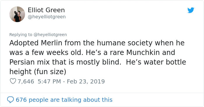 Meet Merlin, The Water-Bottle-Sized 2-Year-Old Kitty That Is Taking Over Twitter Because Of His Pure Beauty Meet Merlin, The Water-Bottle-Sized 2-Year-Old Kitty That Is Taking Over Twitter Because Of His Pure Beauty