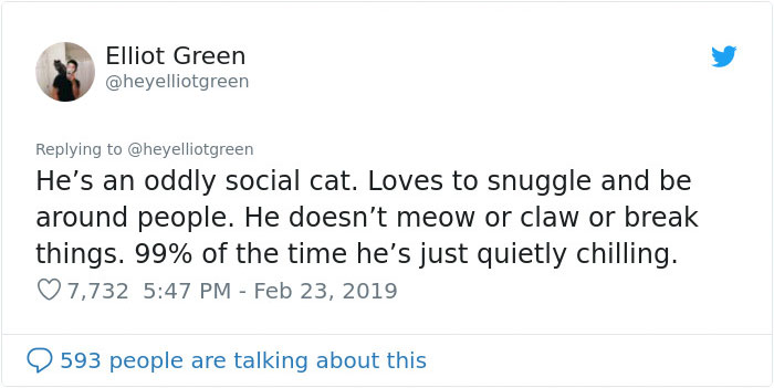 Meet Merlin, The Water-Bottle-Sized 2-Year-Old Kitty That Is Taking Over Twitter Because Of His Pure Beauty Meet Merlin, The Water-Bottle-Sized 2-Year-Old Kitty That Is Taking Over Twitter Because Of His Pure Beauty