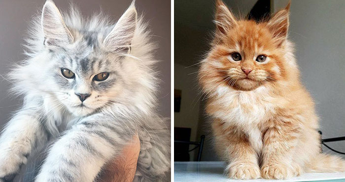 50 Adorables gatitos Maine Coon que son gigantes esperando a crecer