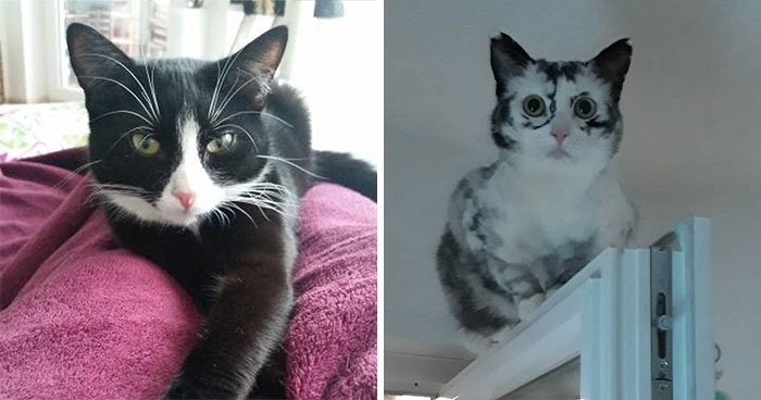 Woman Rescues A Kitty With A Rare Vitiligo Condition And Her Coat Turns Into Beautiful Snowflake-Like Markings