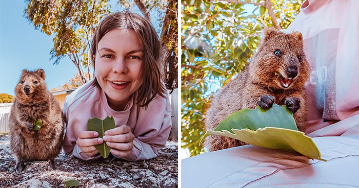 I Flew 25 Hours To Australia Just To See The Cutest Animals In The World – Quokkas