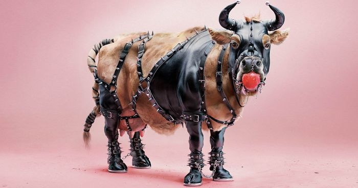 A Powerful Anti-Cruelty Campaign Uses Shocking Images To Show That No Animal Gets Pleasure From Suffering