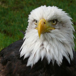 eagle-newz avatar
