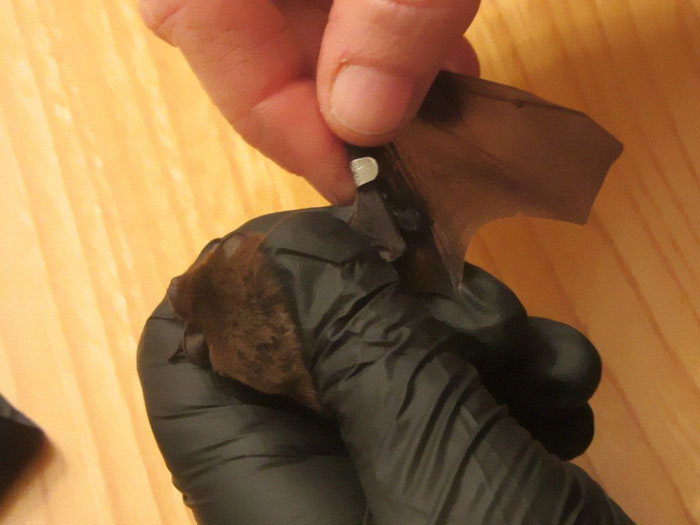 UK Library Museum Posts Hilarious Twitter Thread About A Bat Found In Their Store UK Library Museum Posts Hilarious Twitter Thread About A Bat Found In Their Store