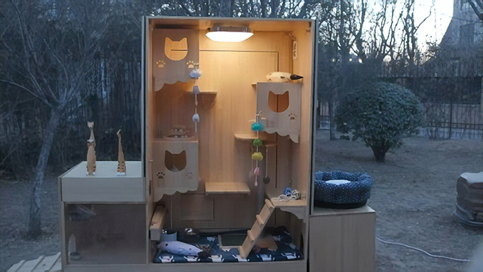 Computer Engineer Created An AI Shelter That Takes Care Of 174 Cats, And Even Has A Facial Recognition System