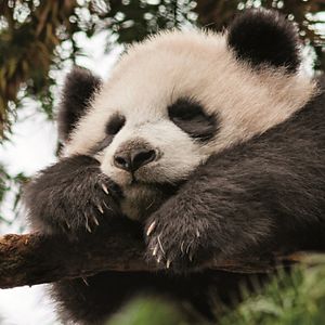 janr-tomkiewicz avatar