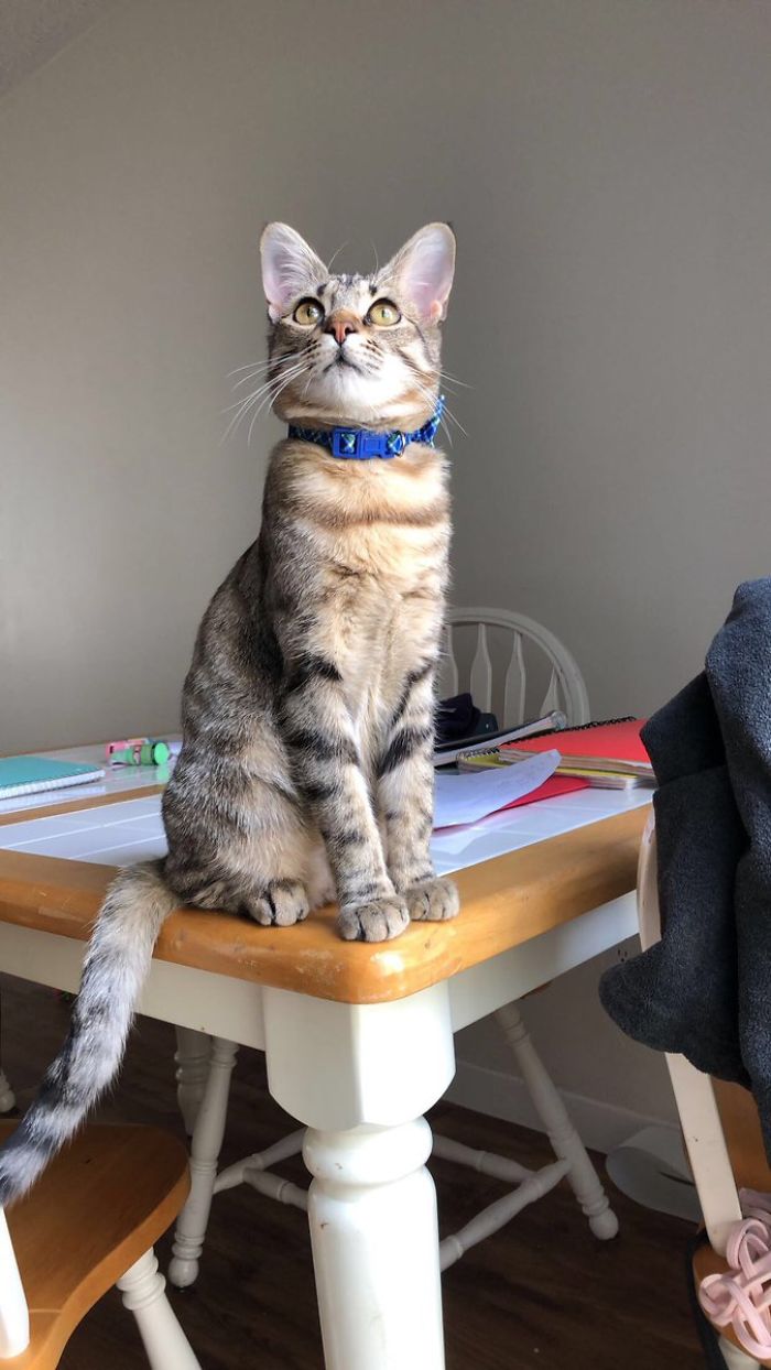 Cat Removes Wooden Bar To Let Her Owner Back Inside After She Locks Herself Out