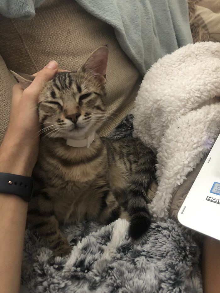 Cat Removes Wooden Bar To Let Her Owner Back Inside After She Locks Herself Out