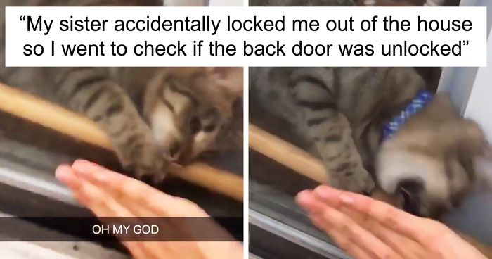 Cat Removes Wooden Bar To Let Her Owner Back Inside After She Locks Herself Out