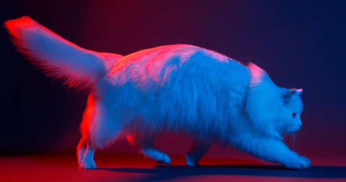 My Three Adopted Cats Love To Show Off So I Did A Studio Photoshoot Of Them