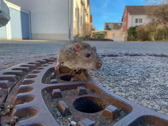 People Are Laughing At A Fat Rat That Got Stuck In Sewer Grate And Needed Fire Brigade To Save Her People Are Laughing At A Fat Rat That Got Stuck In Sewer Grate And Needed Fire Brigade To Save Her